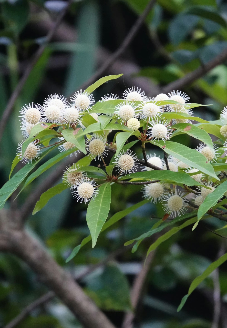 水团花,茜草科水团花属,思念是一缕温暖的阳光,期盼是一阵温和的春风