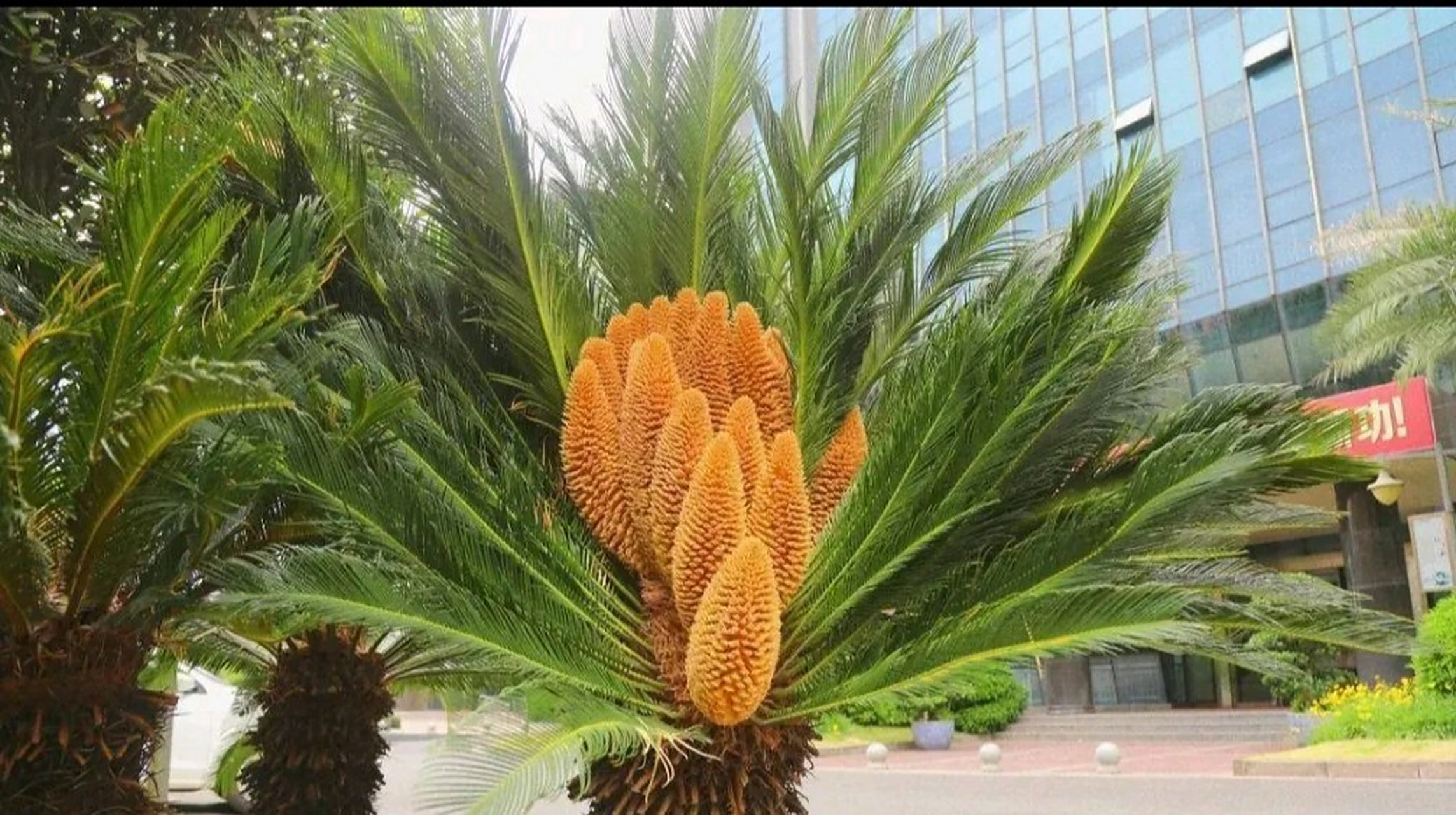 近日,在四川省攀枝花市,一株苏铁竟然开出了19朵花.