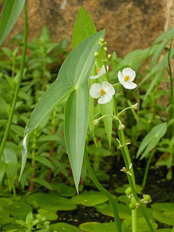 安顺野慈菇