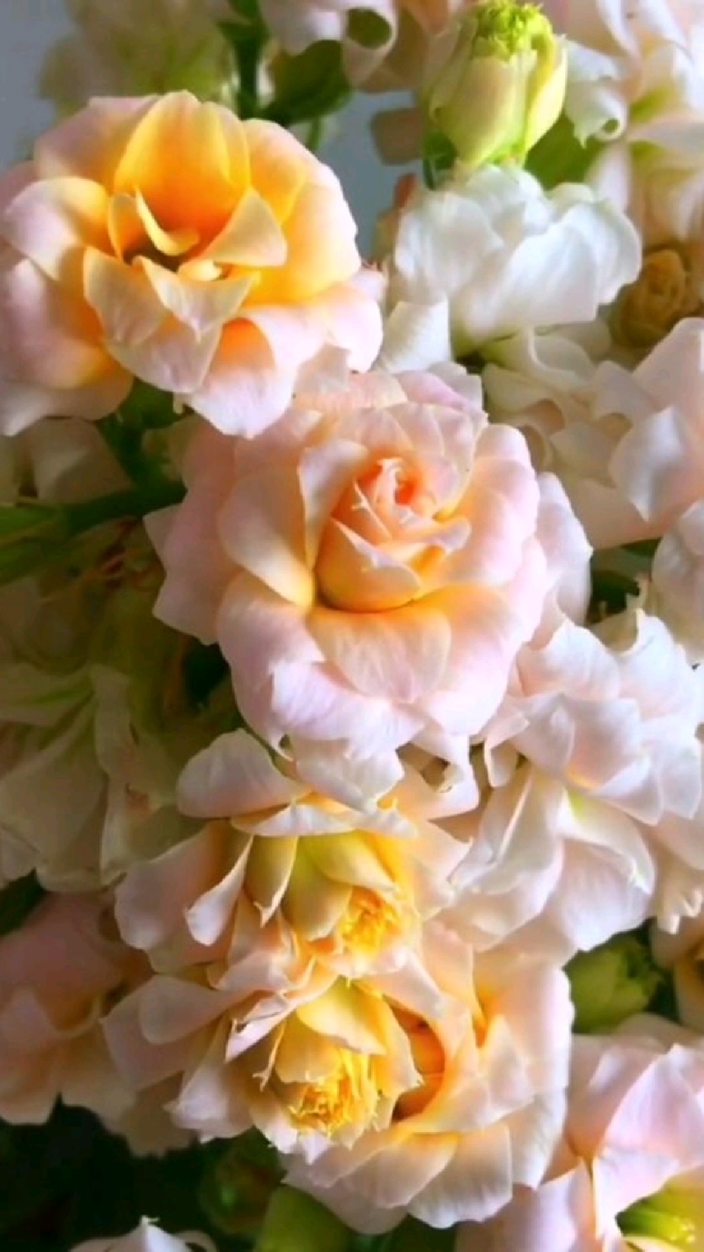 长寿花"粉妆"真漂亮