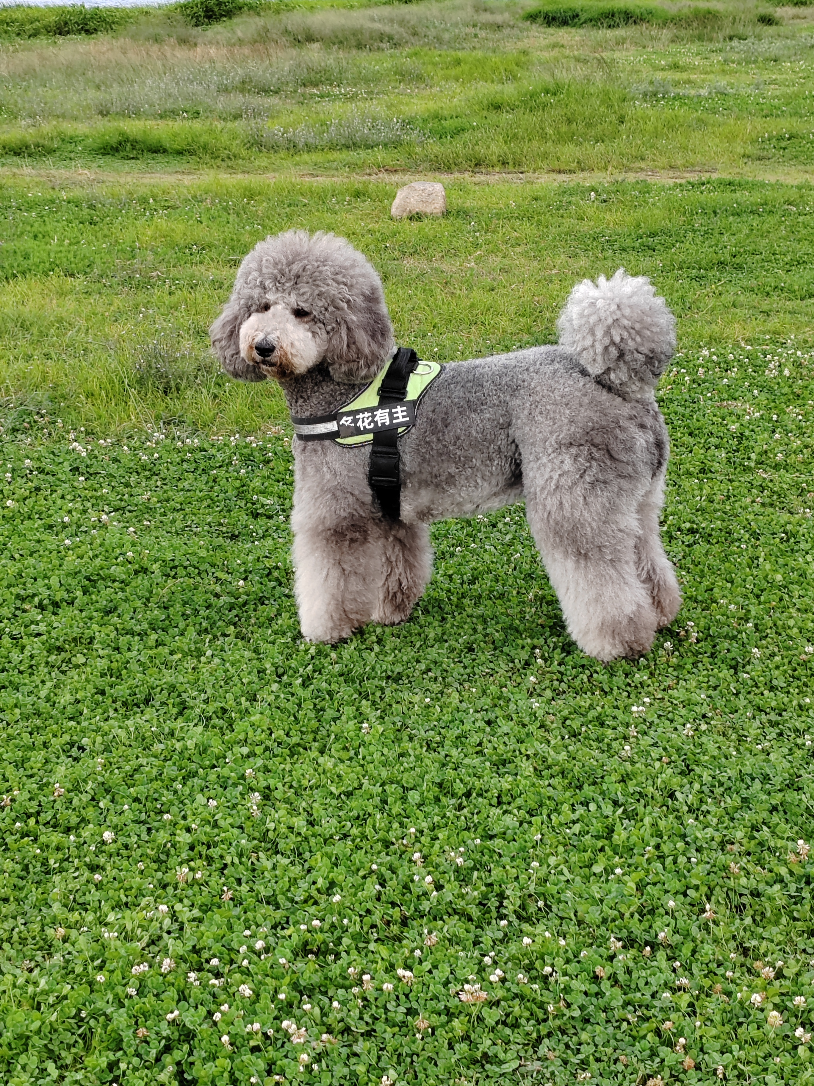 贵宾犬写真摄影图片