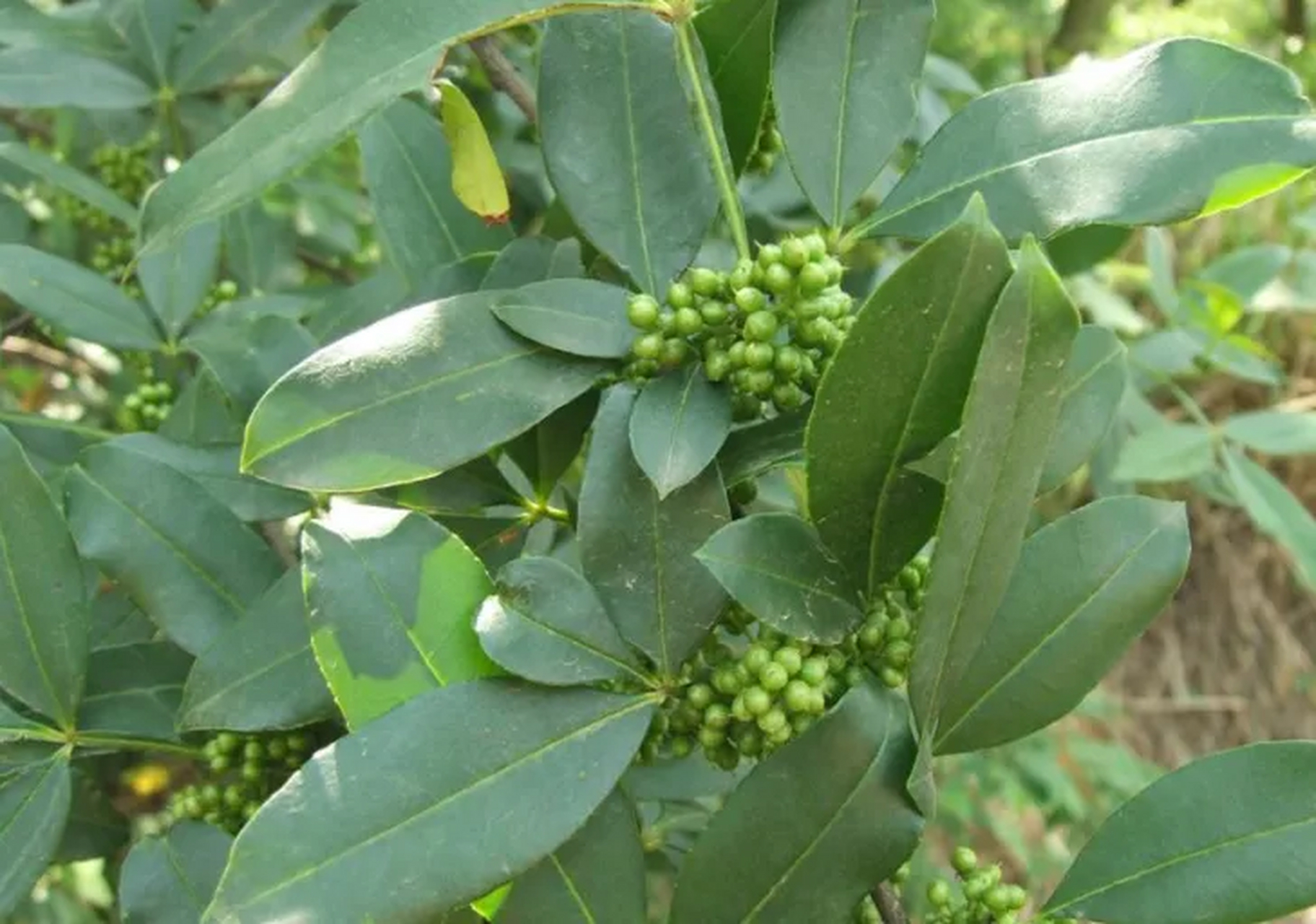 中医叫它"胃痛草",是农村的"野生宝贝",散发一股味,2023年却很珍贵!