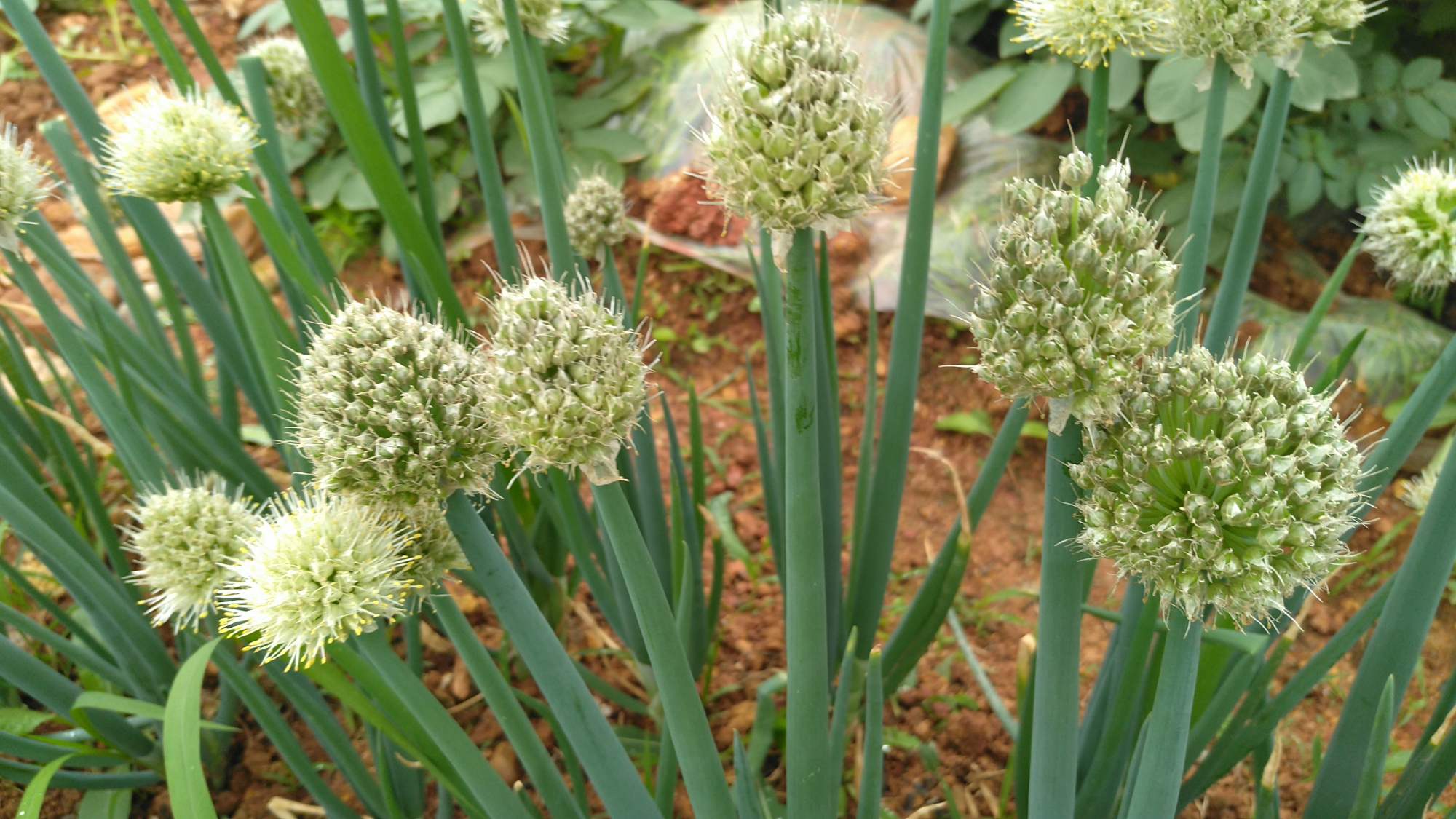 你认识葱吗?地里的葱开花了,看上去毛绒绒的样子!