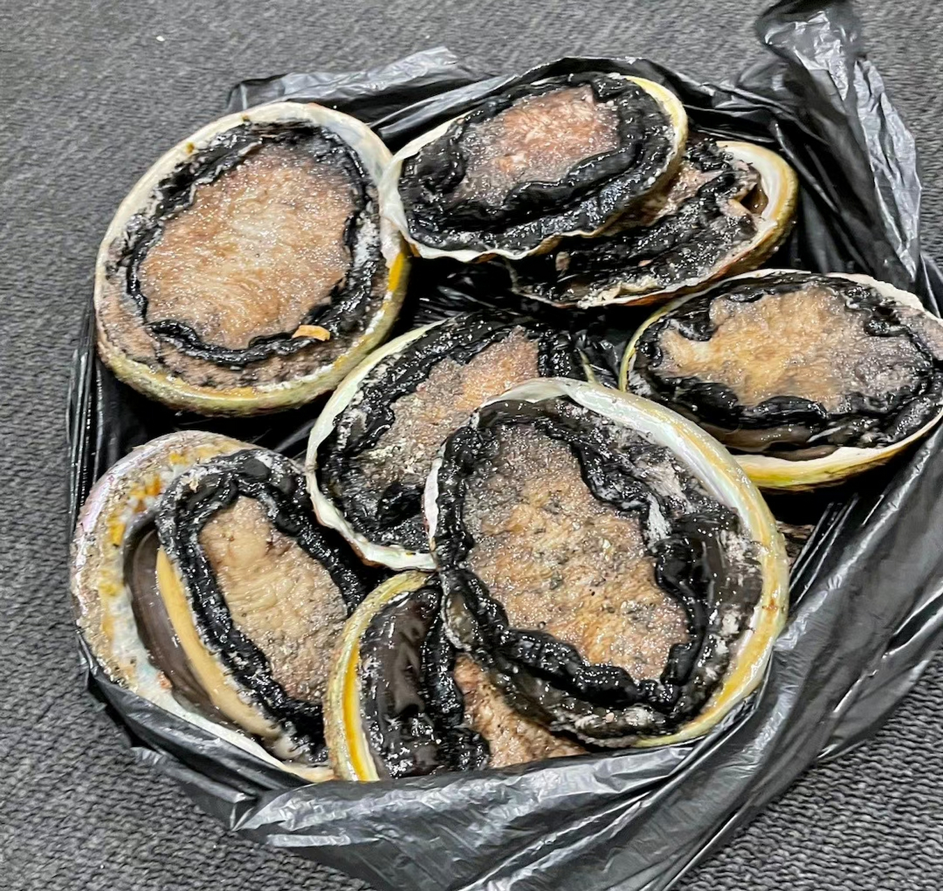 澳洲最大的优点就是海里有免费的大龙虾鲍鱼东星斑和蓝旗金枪鱼.