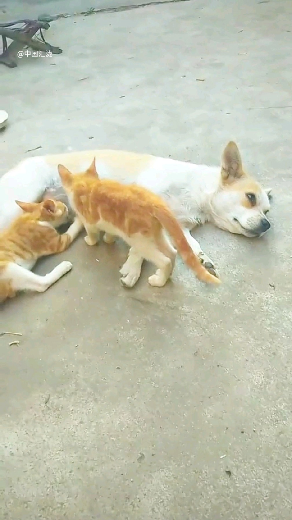 嘻嘻!聪明伶俐的小奶猫向狗妈妈讨奶喝,很和谐温馨的画面啊!