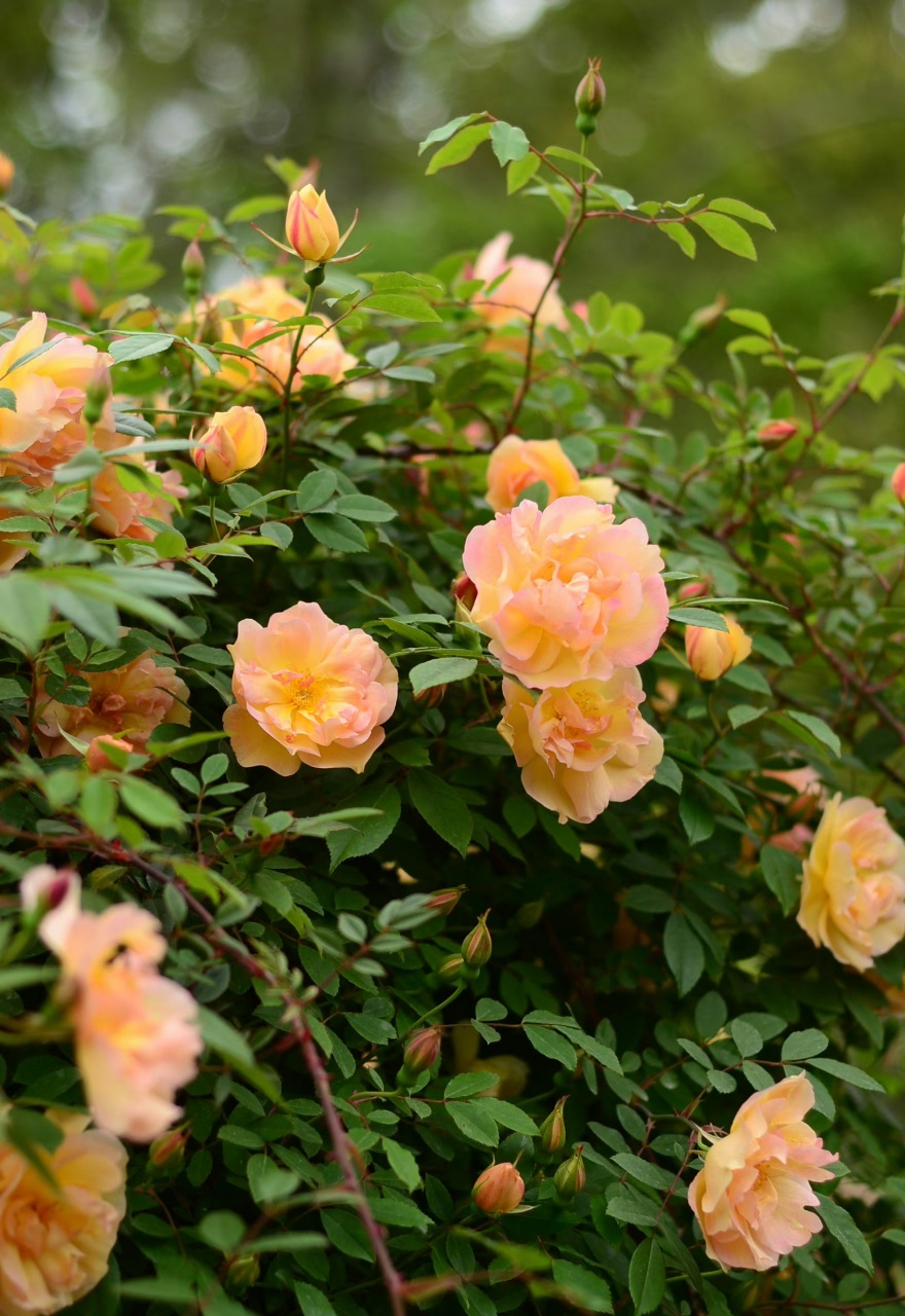 上海植物园的古老月季橘黄香水月季,又名"佛见笑",属于茶香月季系统.