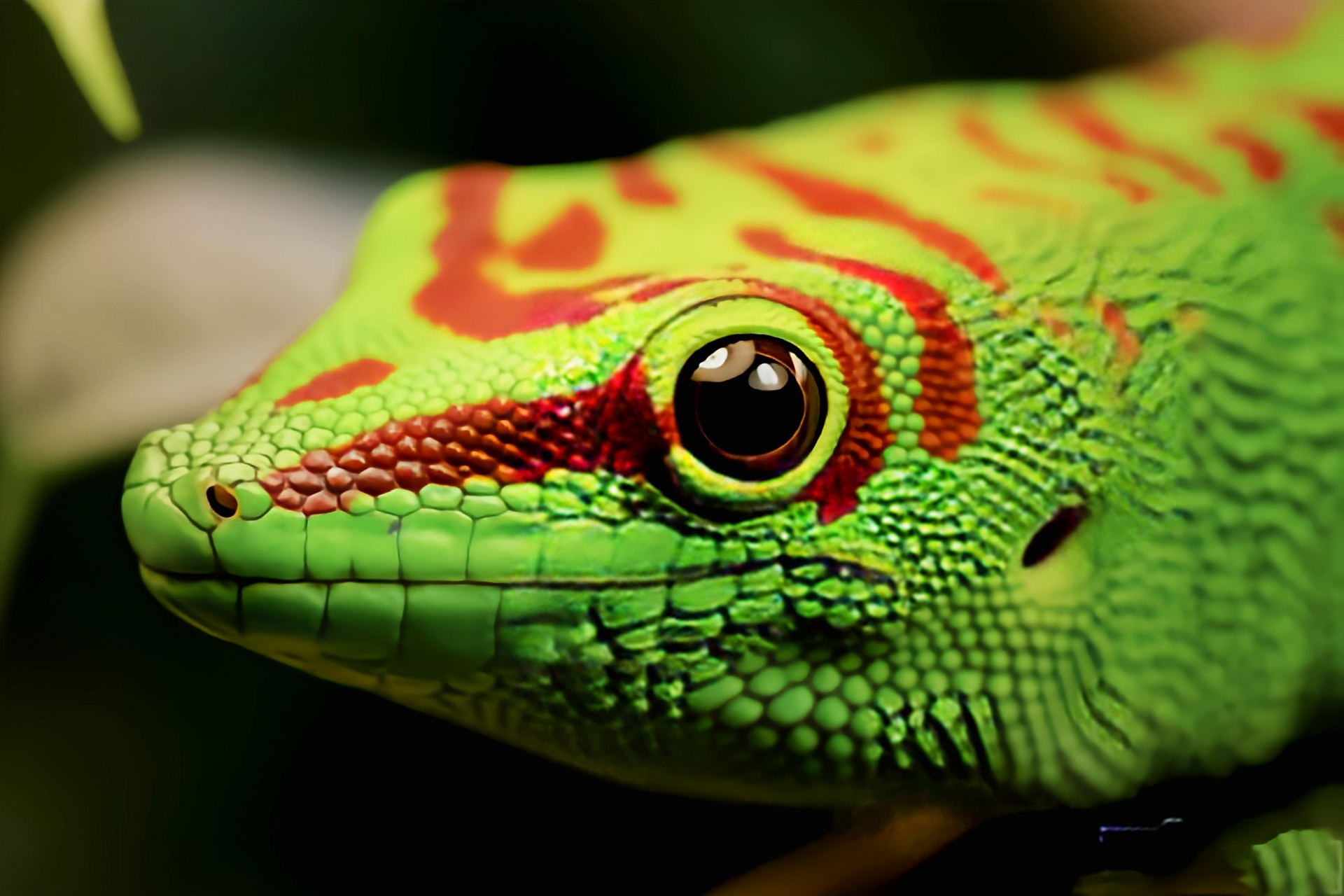 每天认识一种动物——马达加斯加日行守宫 马达加斯加日行守宫别名