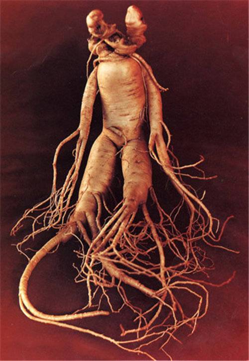 故事:100多岁的老人长得像70多岁,原来他曾经历过一件事