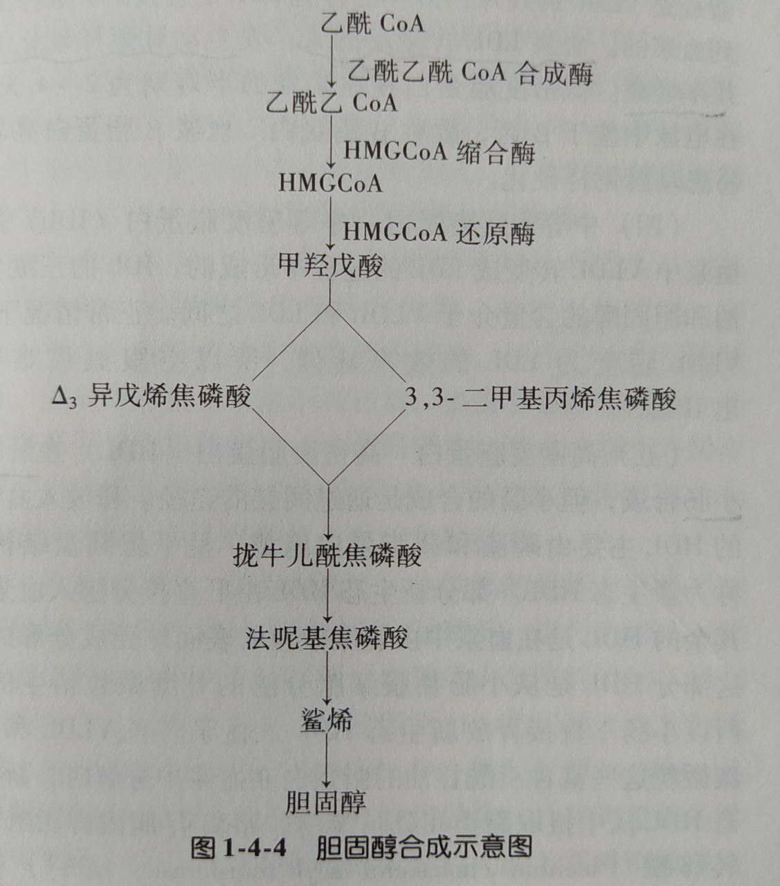 人体胆固醇一一体内合成示意图