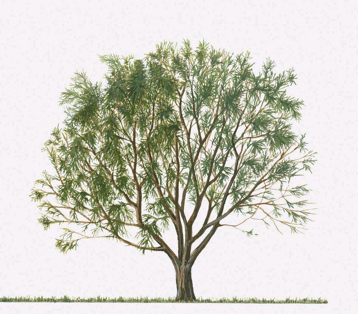 《布鲁克林有棵树》简介