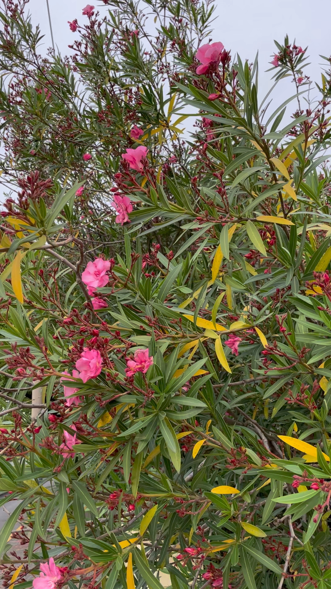 上海河边上的柳桃花今天盛开了,昨天看还只是满树的花骨朵儿-度小视