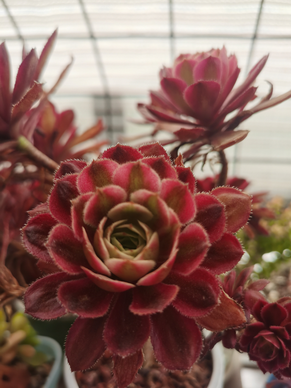 多肉# 红覆轮法师是法师中漂亮的存在,它属于景天科莲花掌属,和翡翠