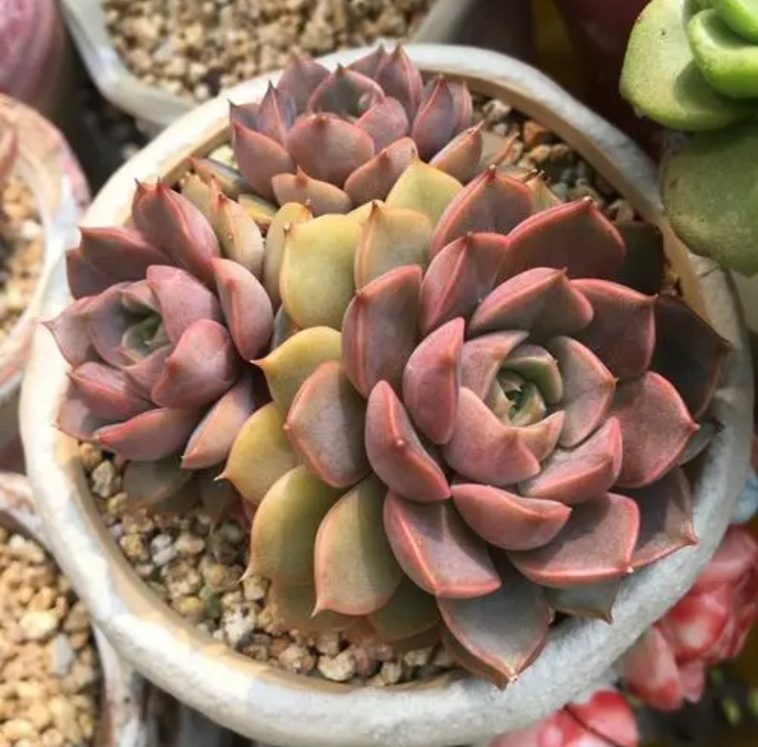 多肉玫瑰夫人这样养,出状态才能美若天仙