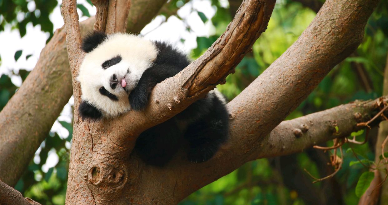 身穿皮草大衣全身毛茸茸的大熊猫们,如何凉爽的过完夏季