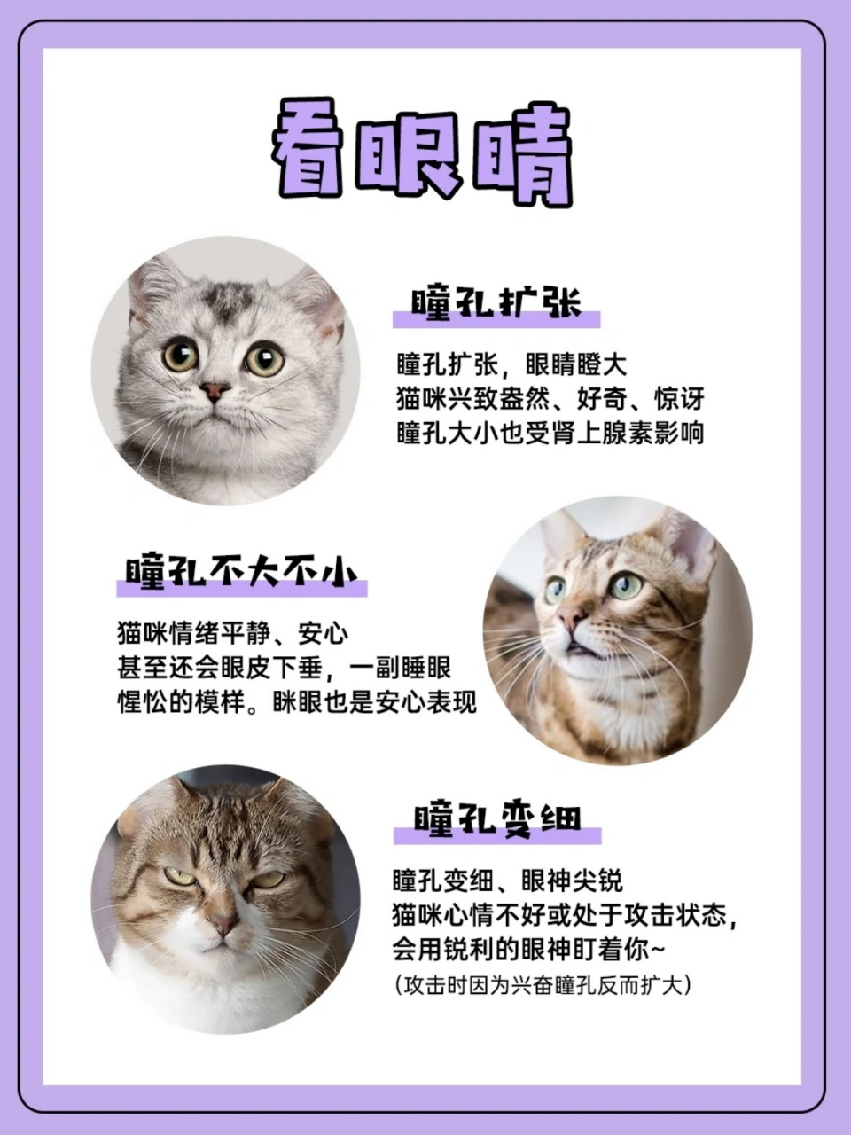 冷知识|猫猫的面部微表情分析[并不简单]