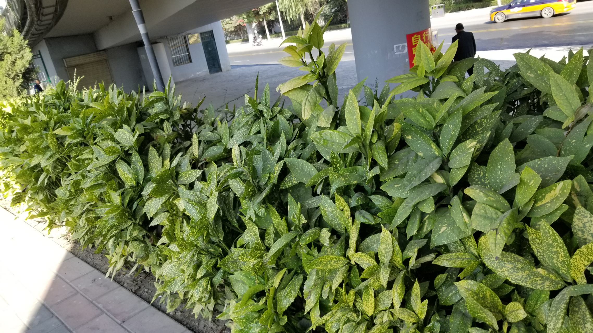 花叶青木也叫洒金叶珊瑚,金沙树,是山茱萸科桃叶珊瑚属青木的一个变种