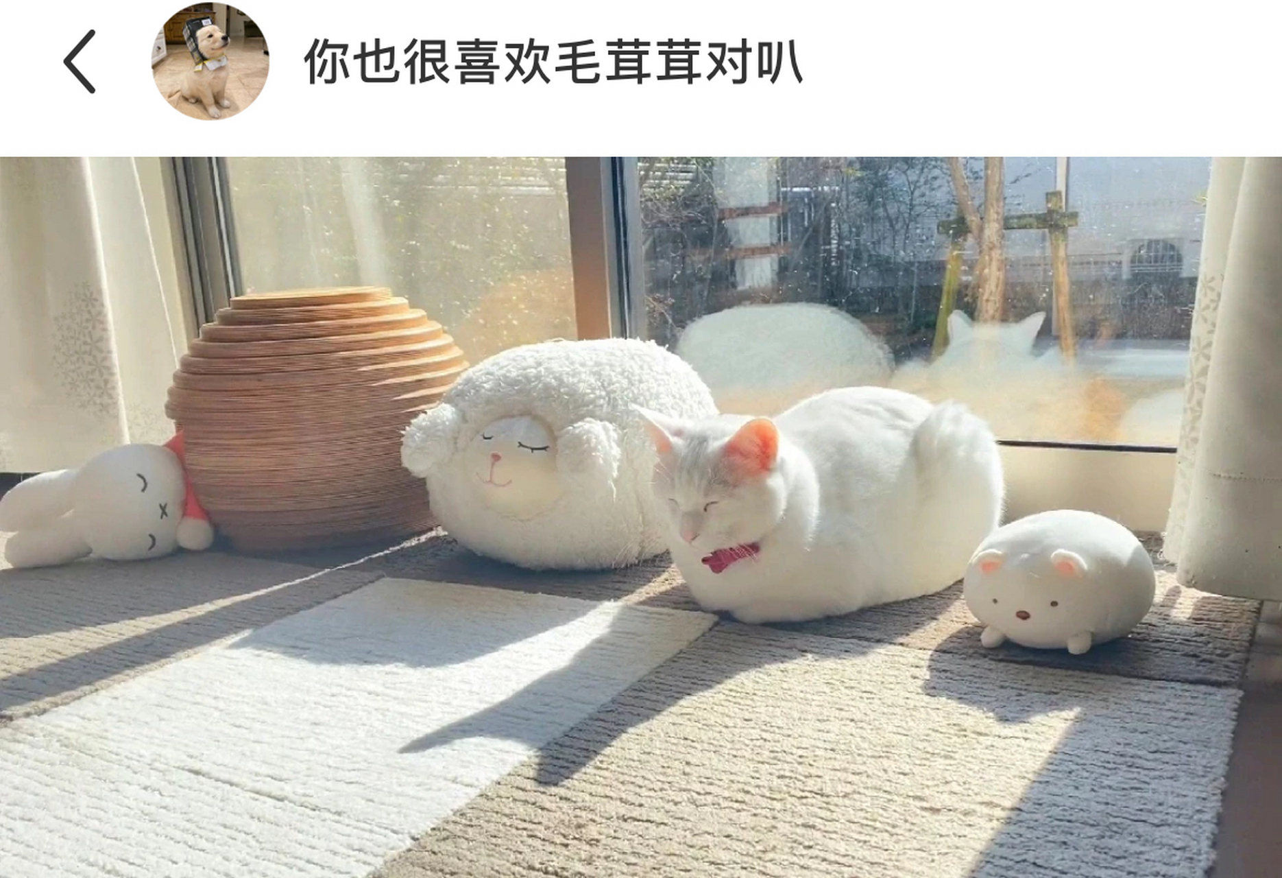 好家伙,小猫咪混入其中,毫无违和感