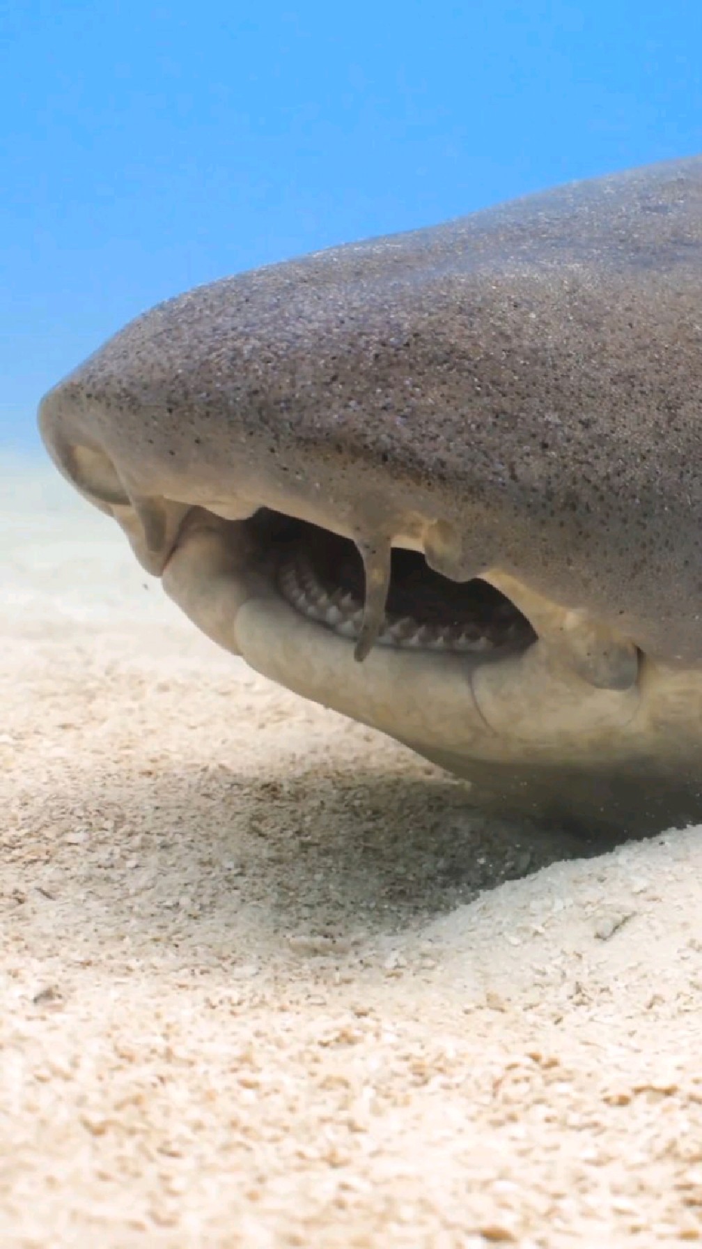 护士鲨张开嘴,露出整齐的牙齿-度小视