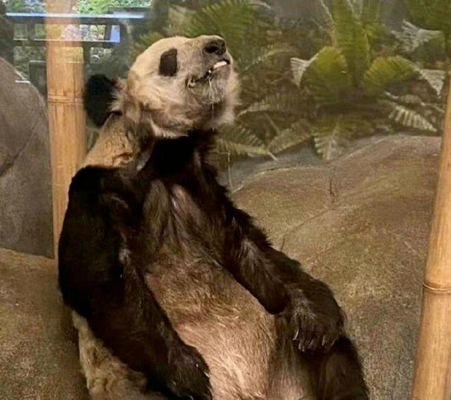 大熊猫yy今天抵达上海.