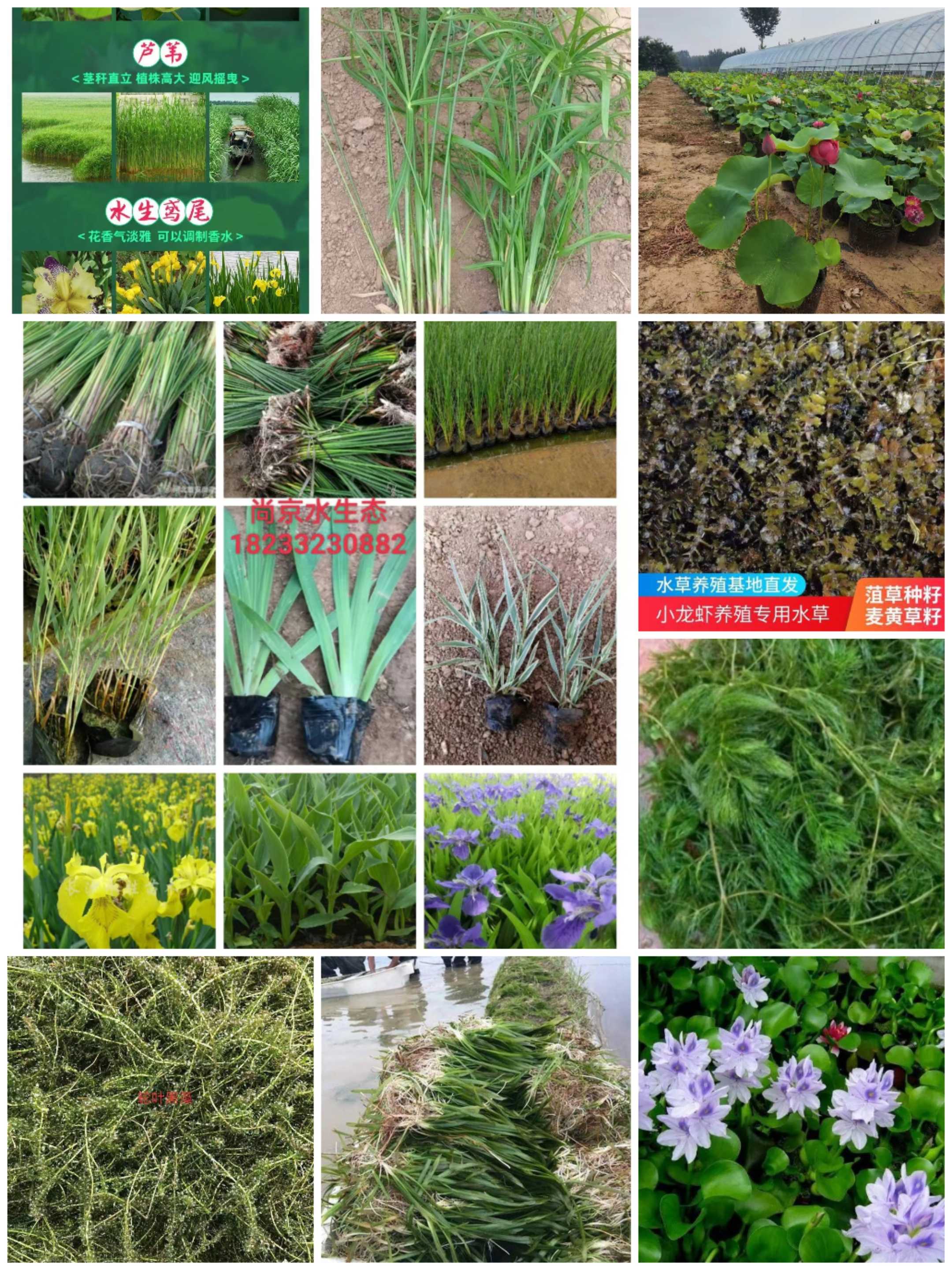 荷花苗厂家,荷花苗哪里便宜,荷花种植基地,沉水植物,挺水植物