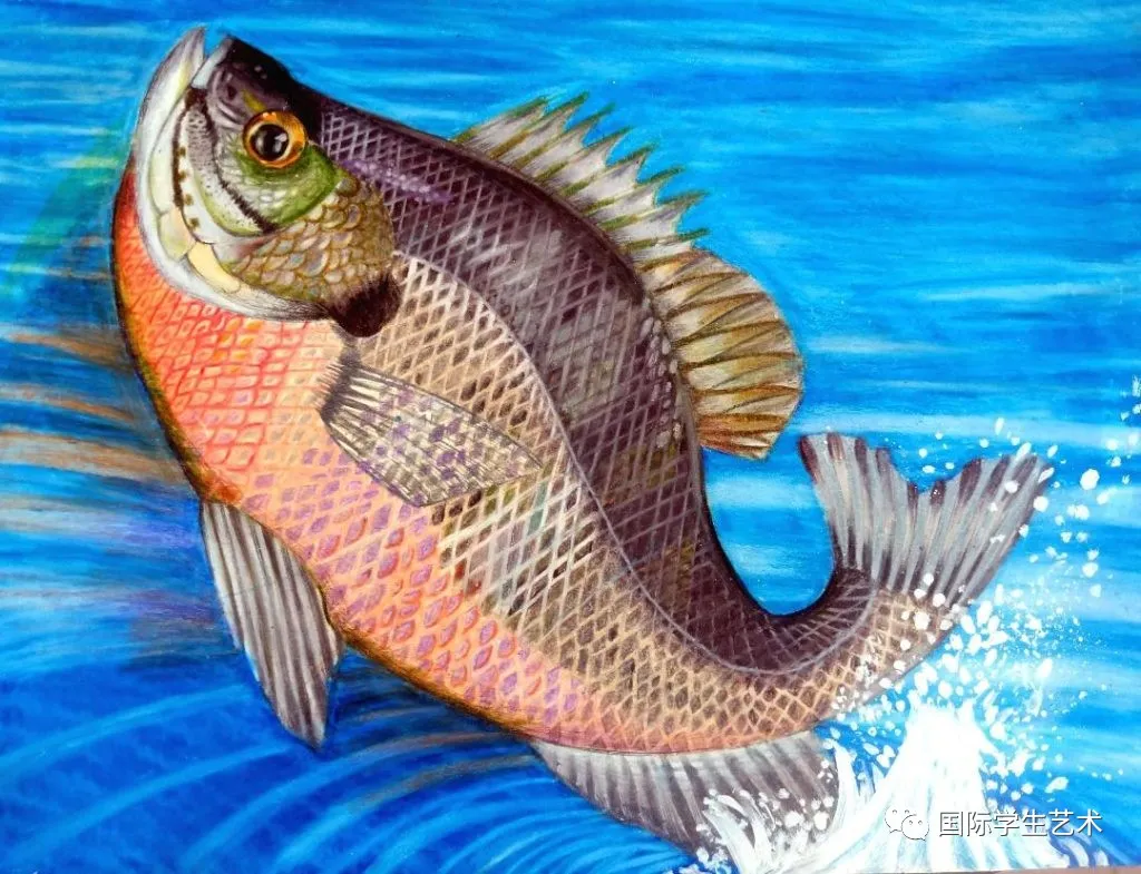 「国际学生艺术」送选丨美国国家鱼类艺术竞赛获奖作品欣赏