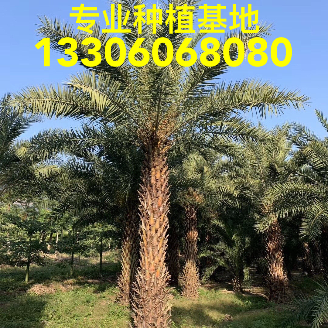 棕榈树各个品种中东海枣(银海枣),加拿利海枣,布迪椰子
