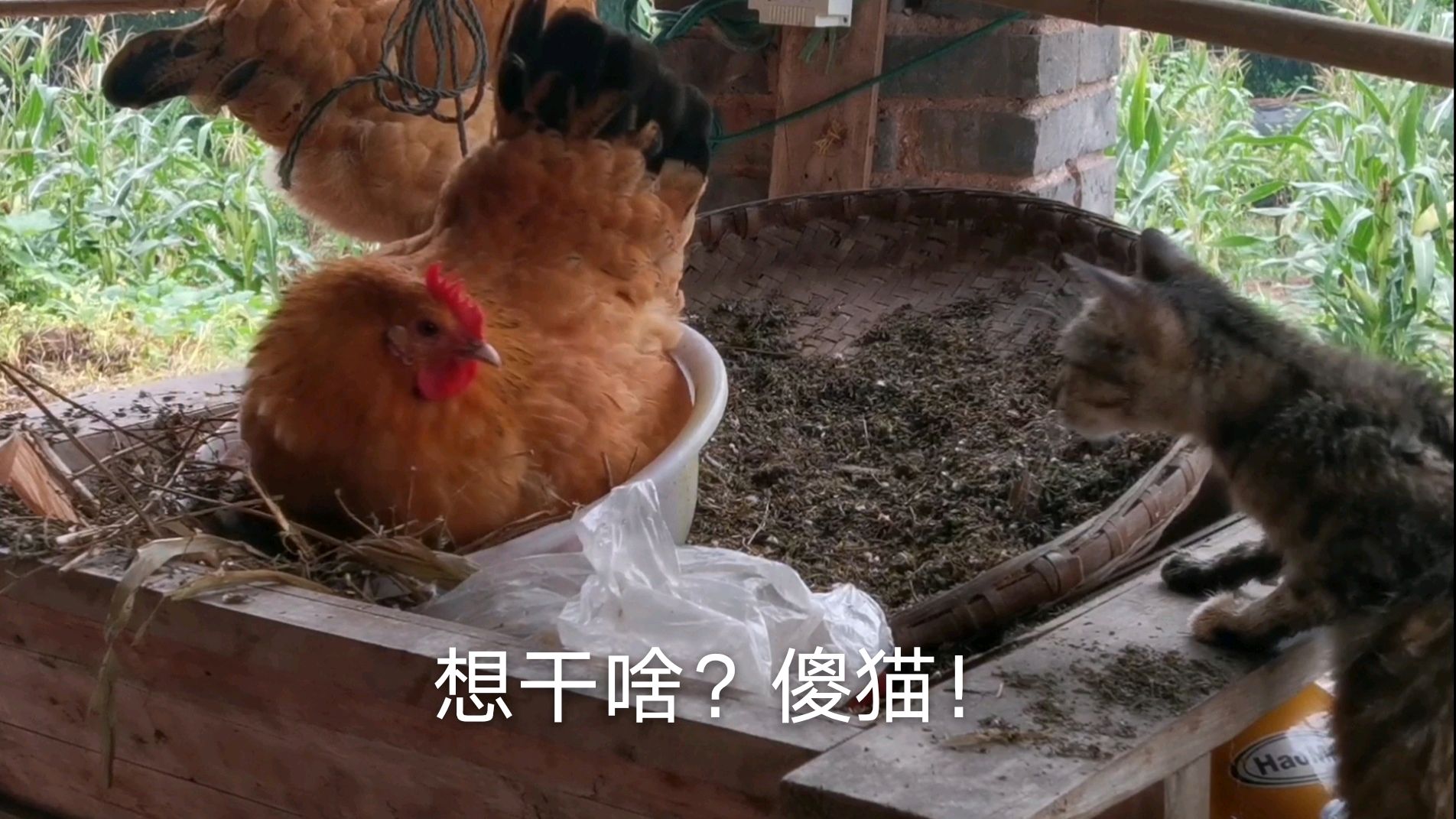 母鸡也太难了!生蛋一个小时没生出,最后被猫给吓出来的