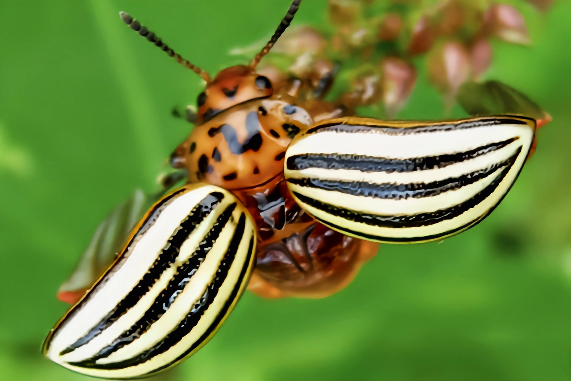 每天认识一种昆虫——马铃薯甲虫 马铃薯甲虫别名蔬菜花斑虫,原产于北