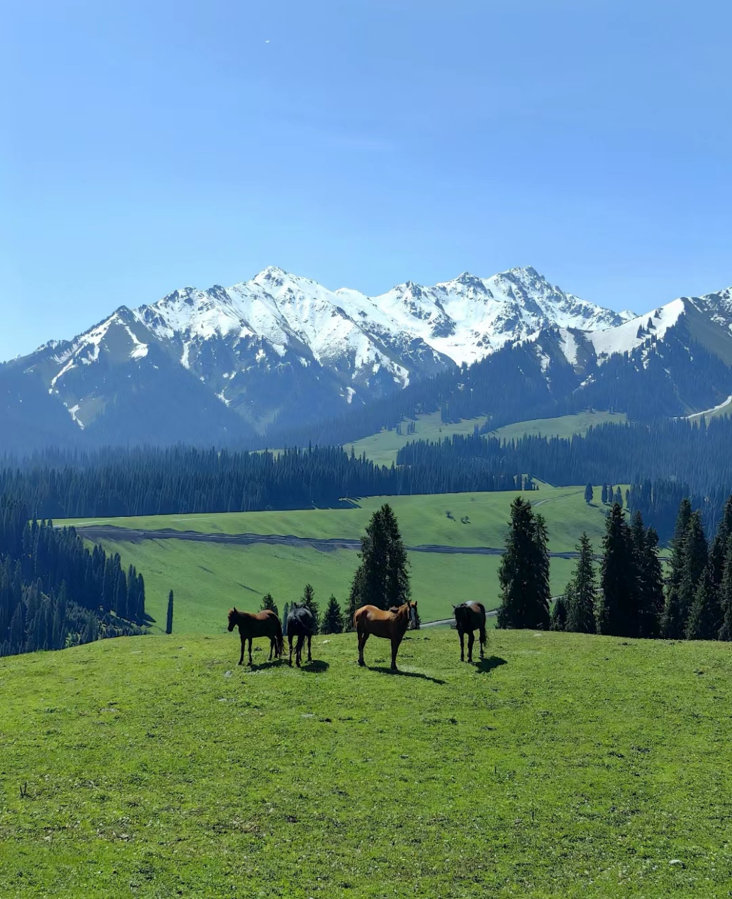 我在库尔德宁找到了海蒂爷爷的小木屋,这里是新疆最绿的地方之一,与西