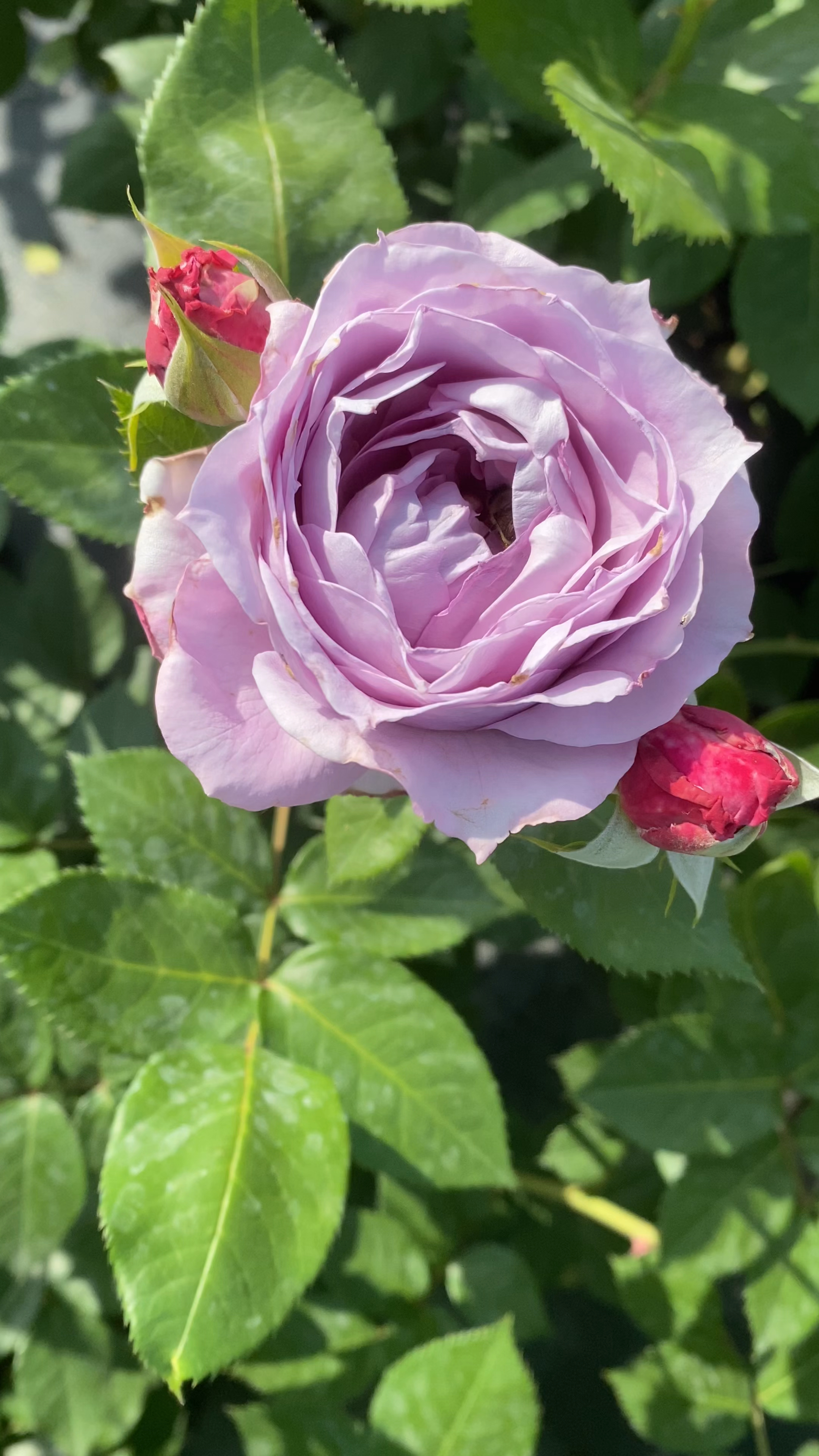 诺瓦利斯,一款蓝紫色的丰花灌木月季,带有美人尖花型,刺少勤花