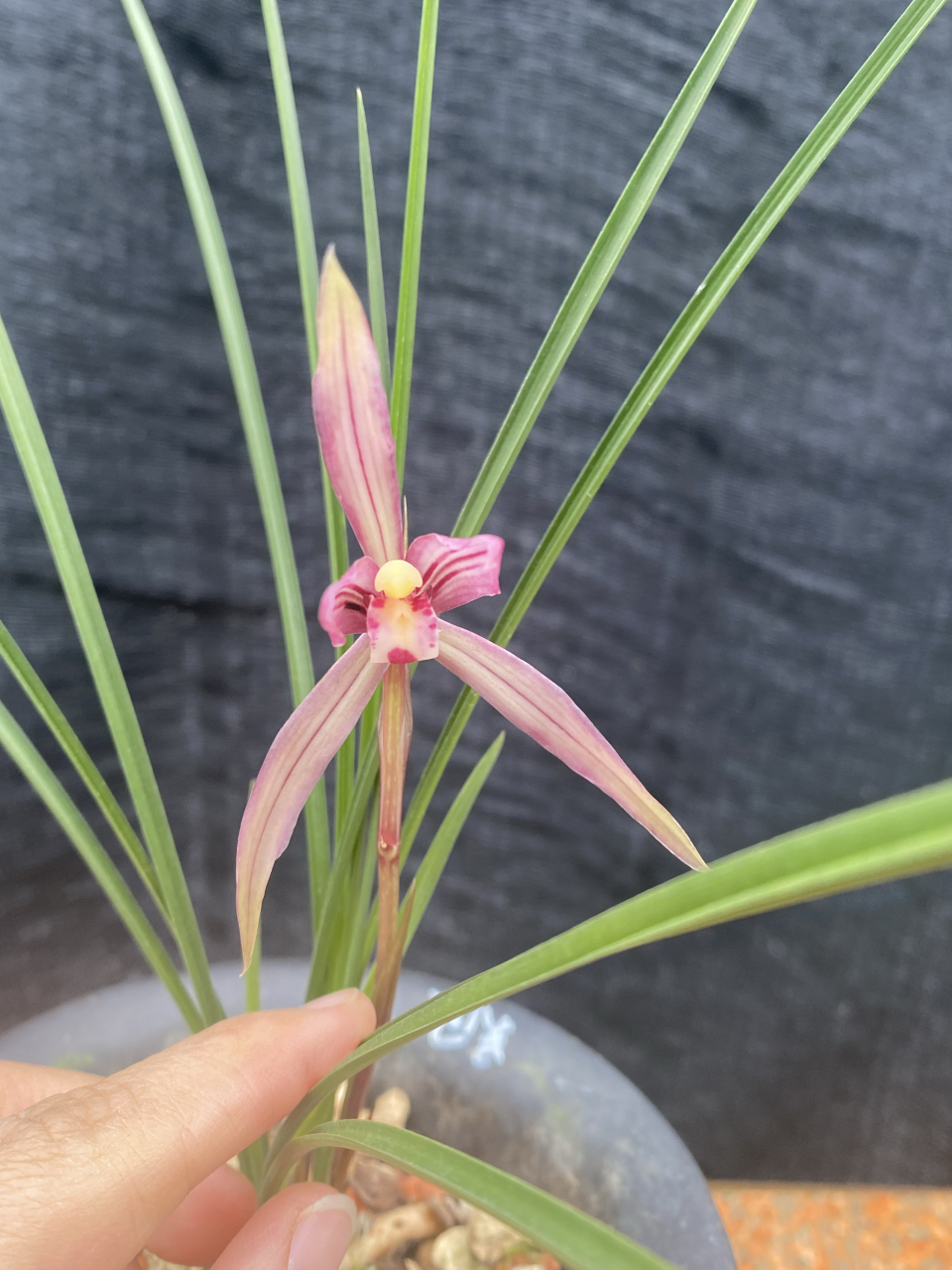 春兰 色花 吴凤