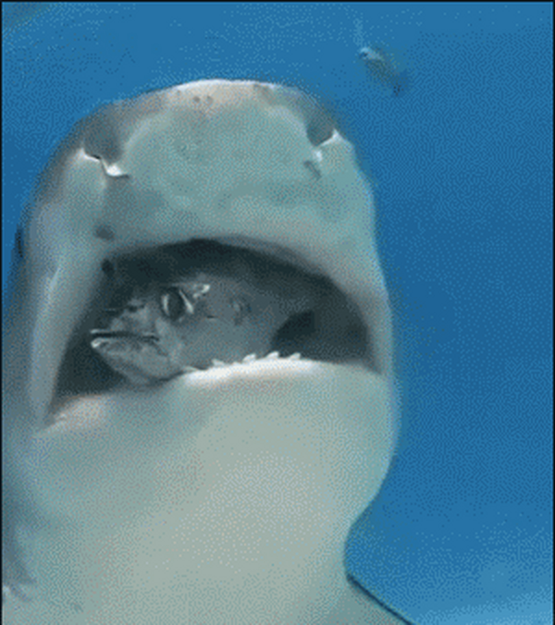 鲨鱼嘴里叼着小鱼,先不吃,玩玩再说