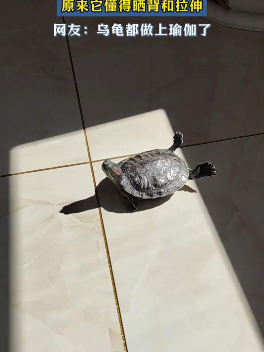 难怪乌龟长寿呢,原来它懂得晒背和拉伸