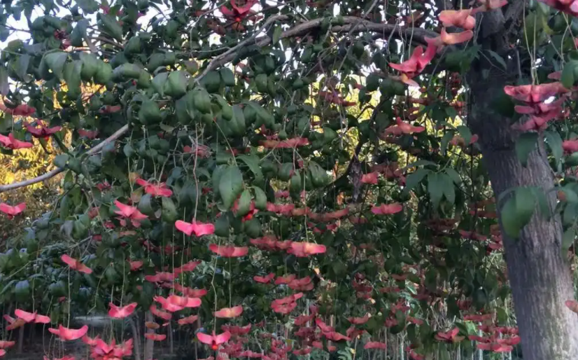 金丝吊蝴蝶养殖方法和注意事项