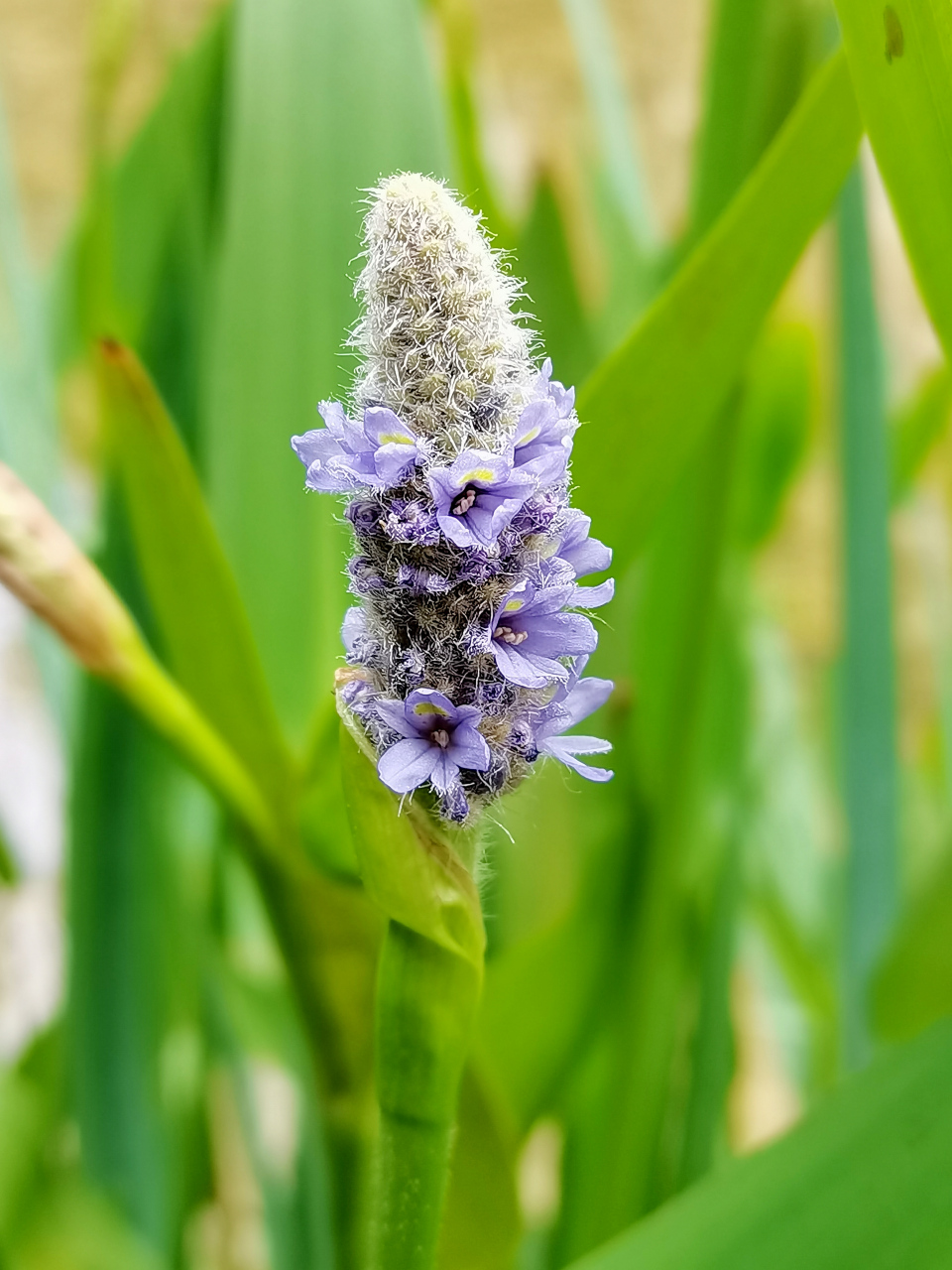 梭鱼草是雨久花科,梭鱼草属多年生挺水或湿生草本植物,株高可达150