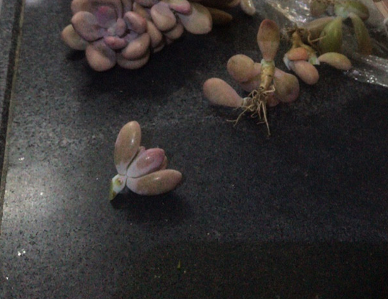 无所不能的嫁接,以红稚莲为砖木,嫁接桃蛋,居然活了,状态很棒