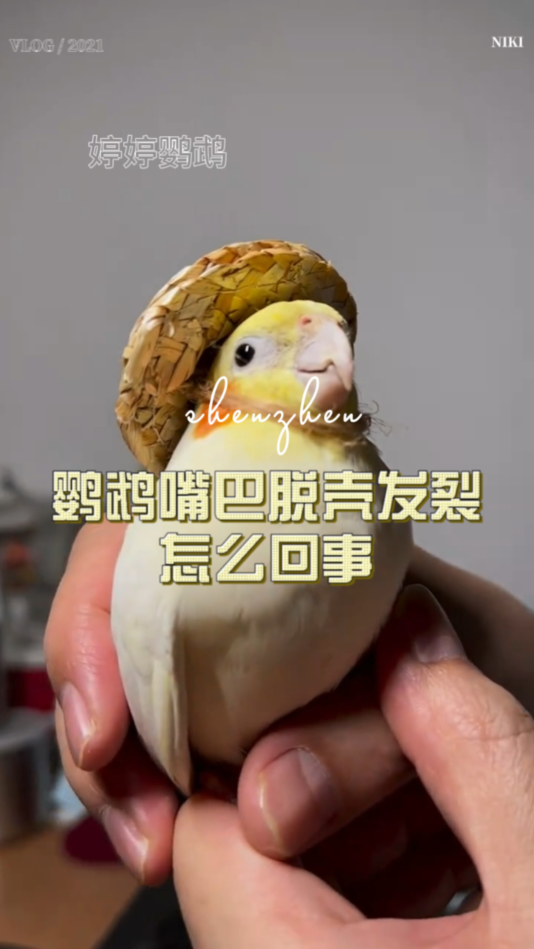 鹦鹉嘴巴脱壳发裂了是怎么回事?