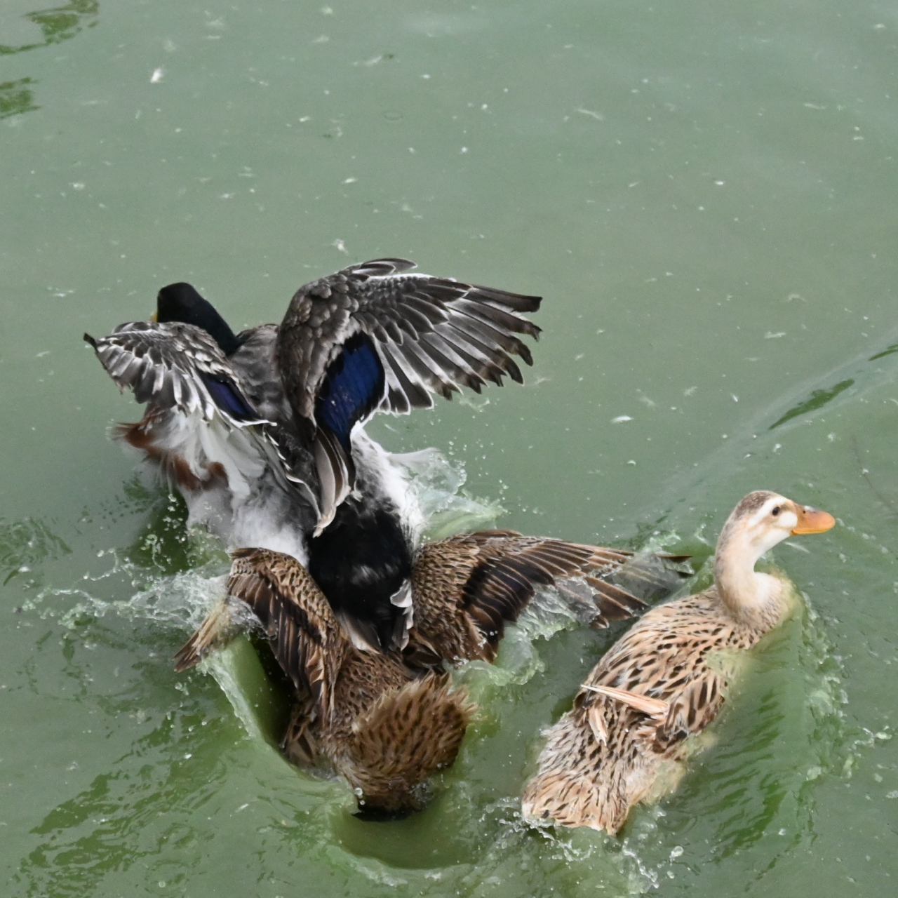 飞翔入水的鸭子🦆