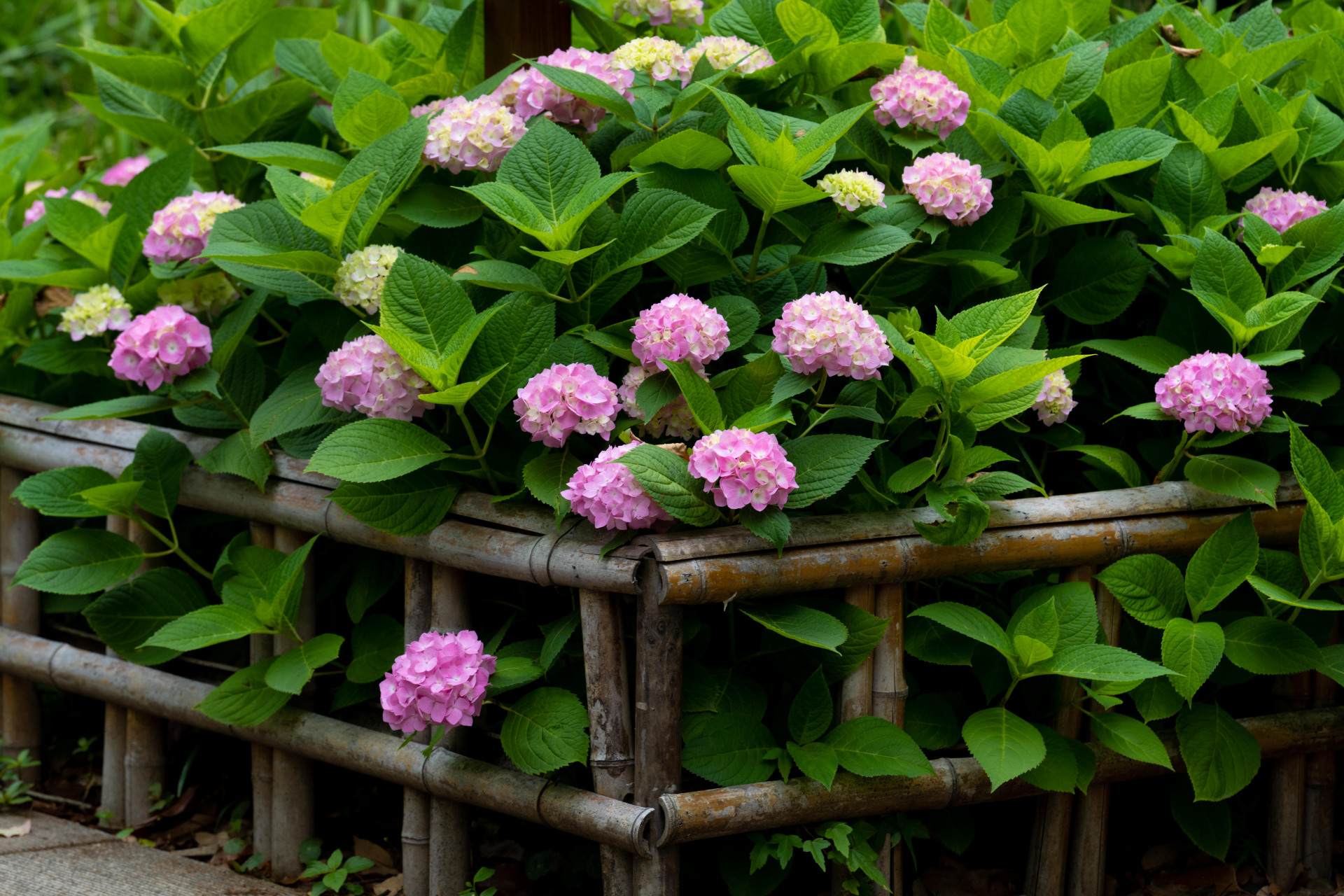草本绣球,以蓝,紫色调为主,每年5-6月为盛花期,由于花球硕大,色彩绚烂