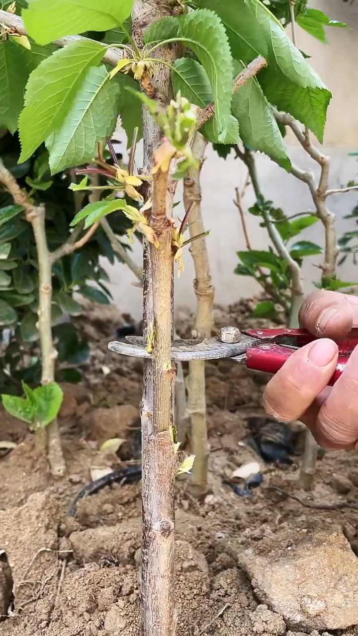 果树腹接嫁接技术适合改良优质品种