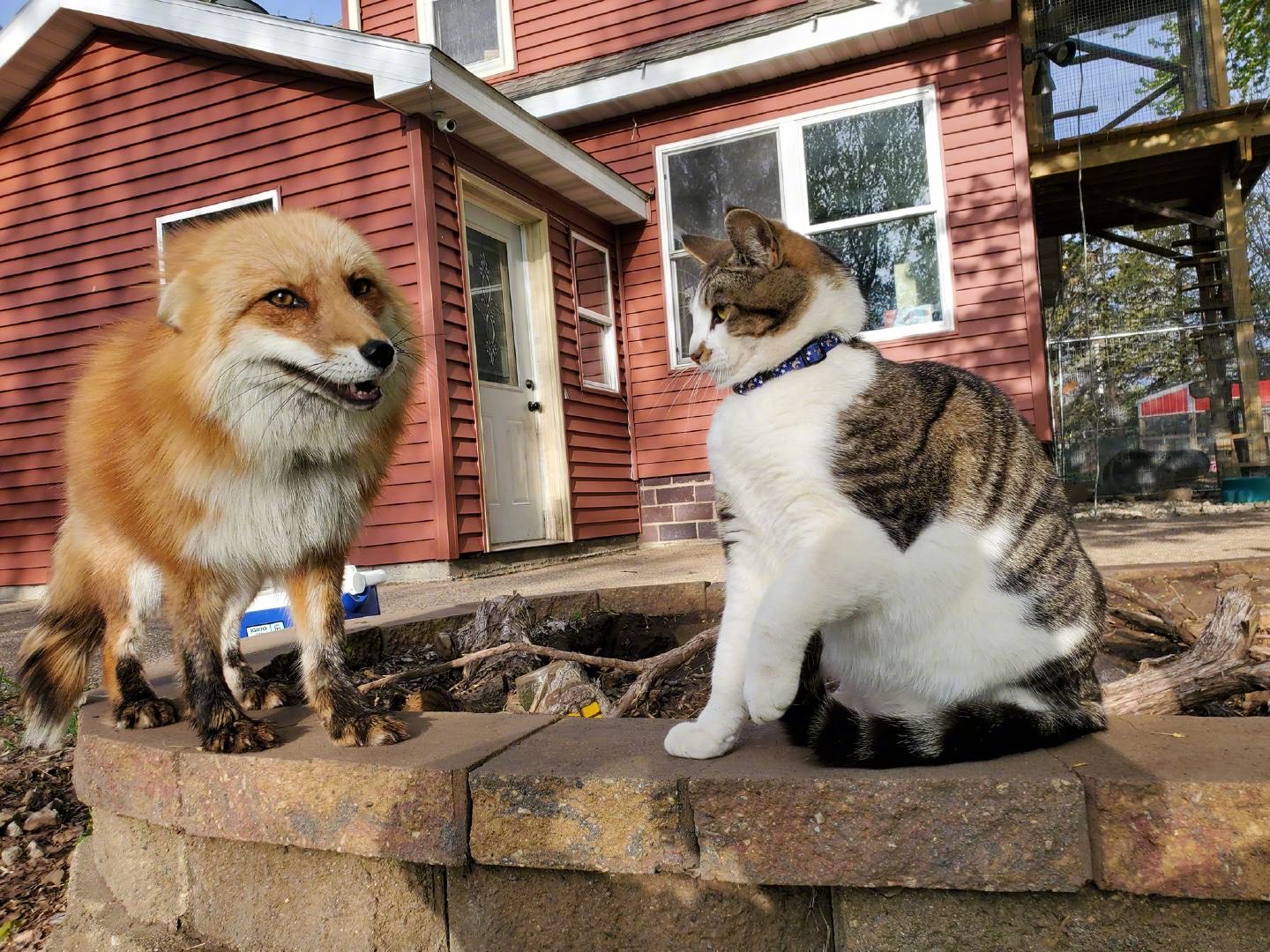 猫咪和狐狸一起形成画面也太可爱了ba!