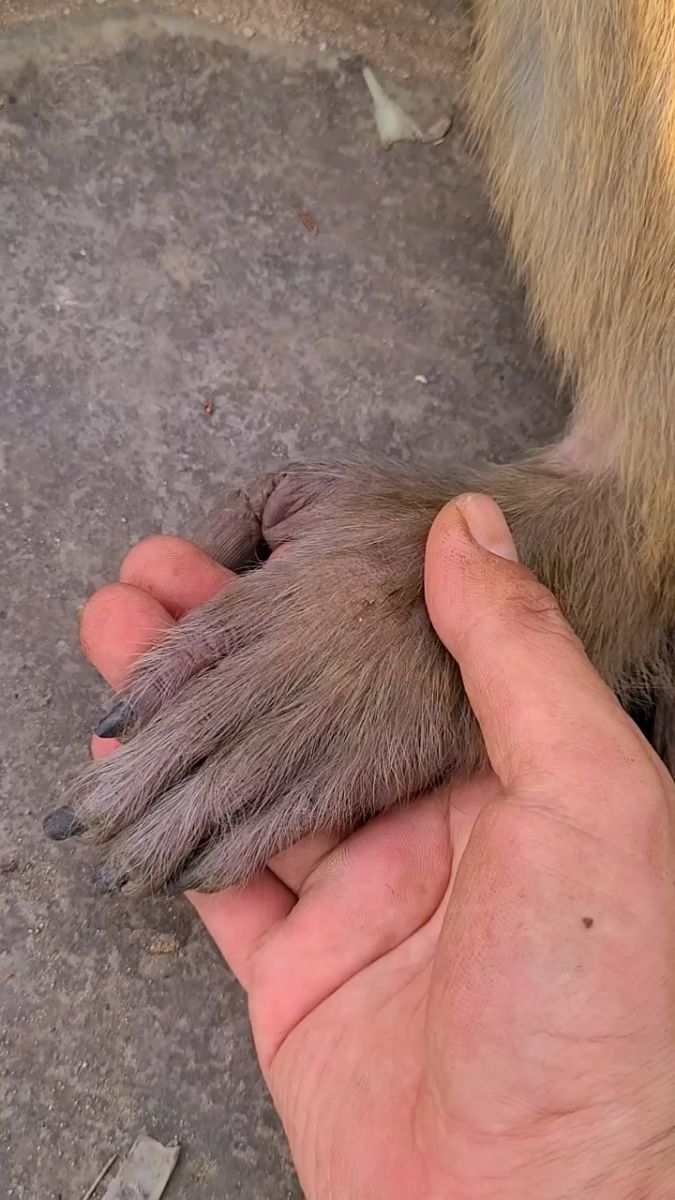 猴子手脚冰凉,有点受寒了.