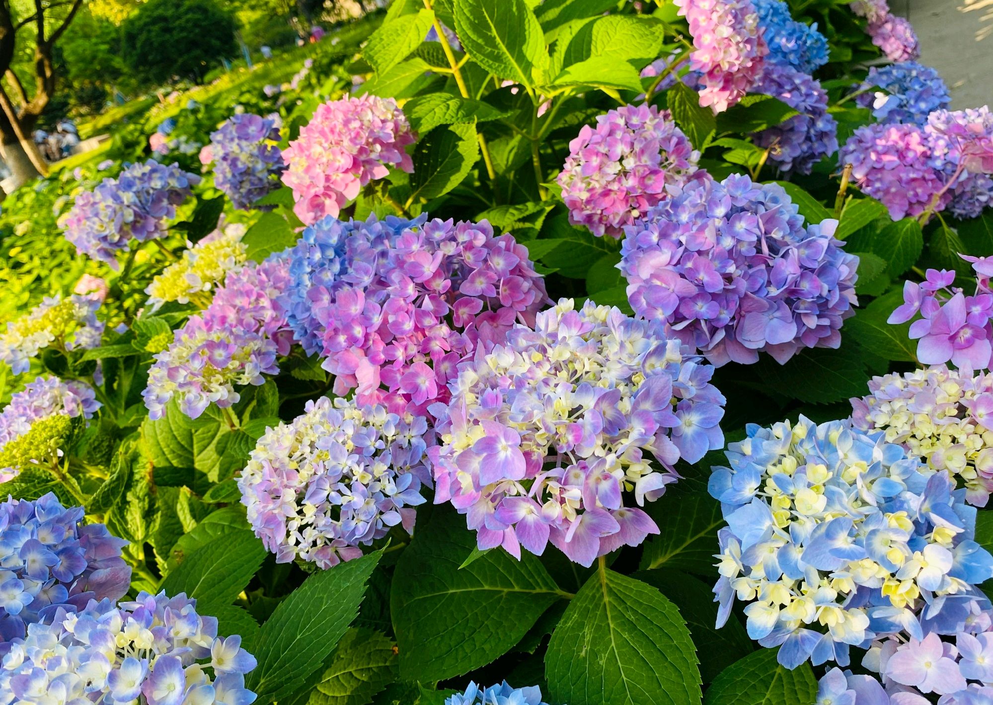 张馨予晒出精心栽种的绣球花,是五月初夏最美的风景