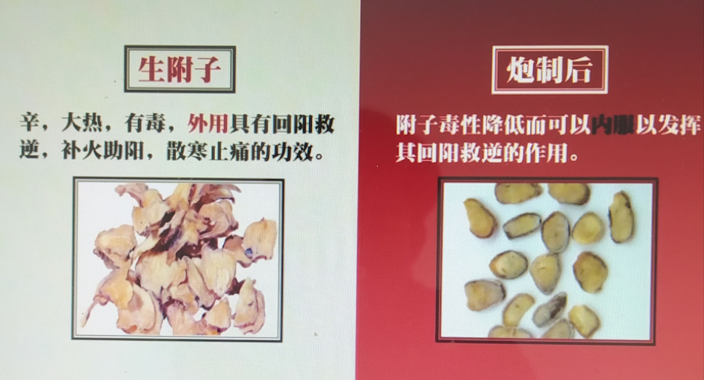 附子一一炮制作用,回阳救逆,散寒止痛