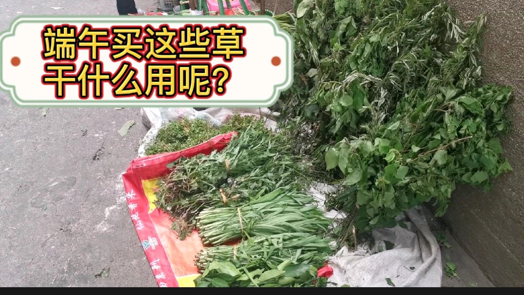 端午节许多人买各种草与树叶回家,其作用是有科学道理依据的