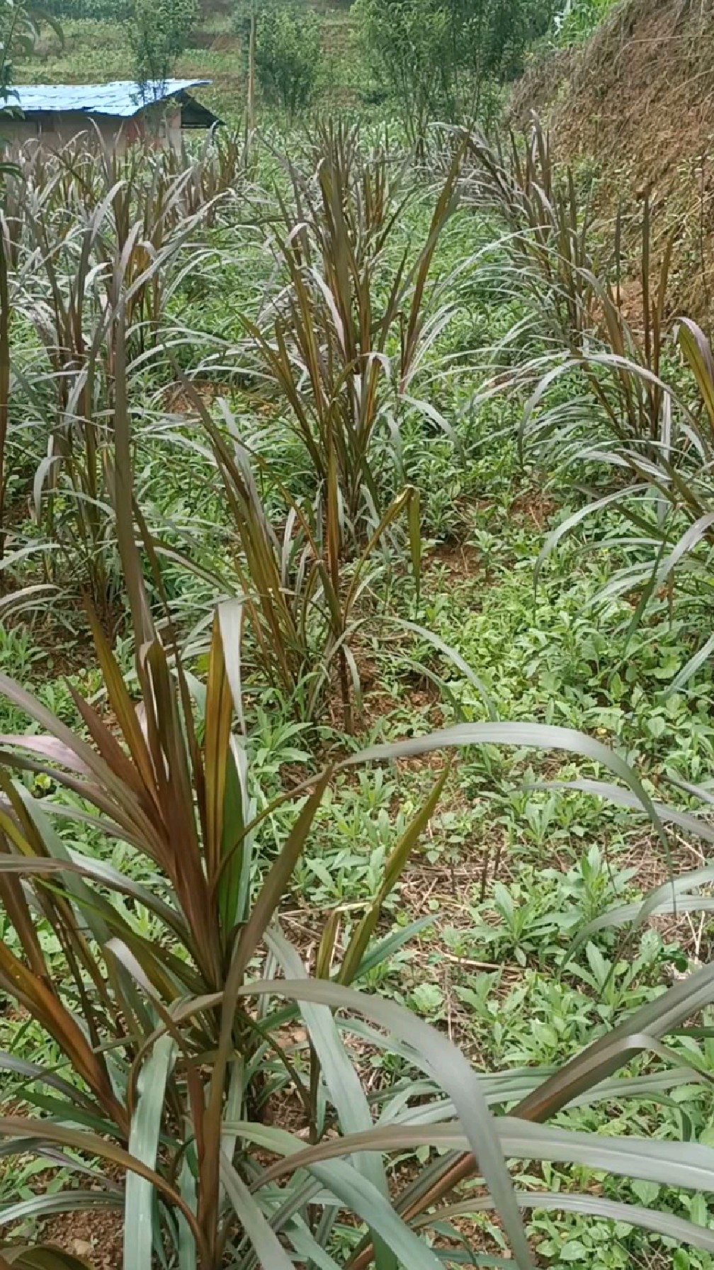 这是红象草,种牧草是有规律的.要有空间.不要种得密密麻麻.