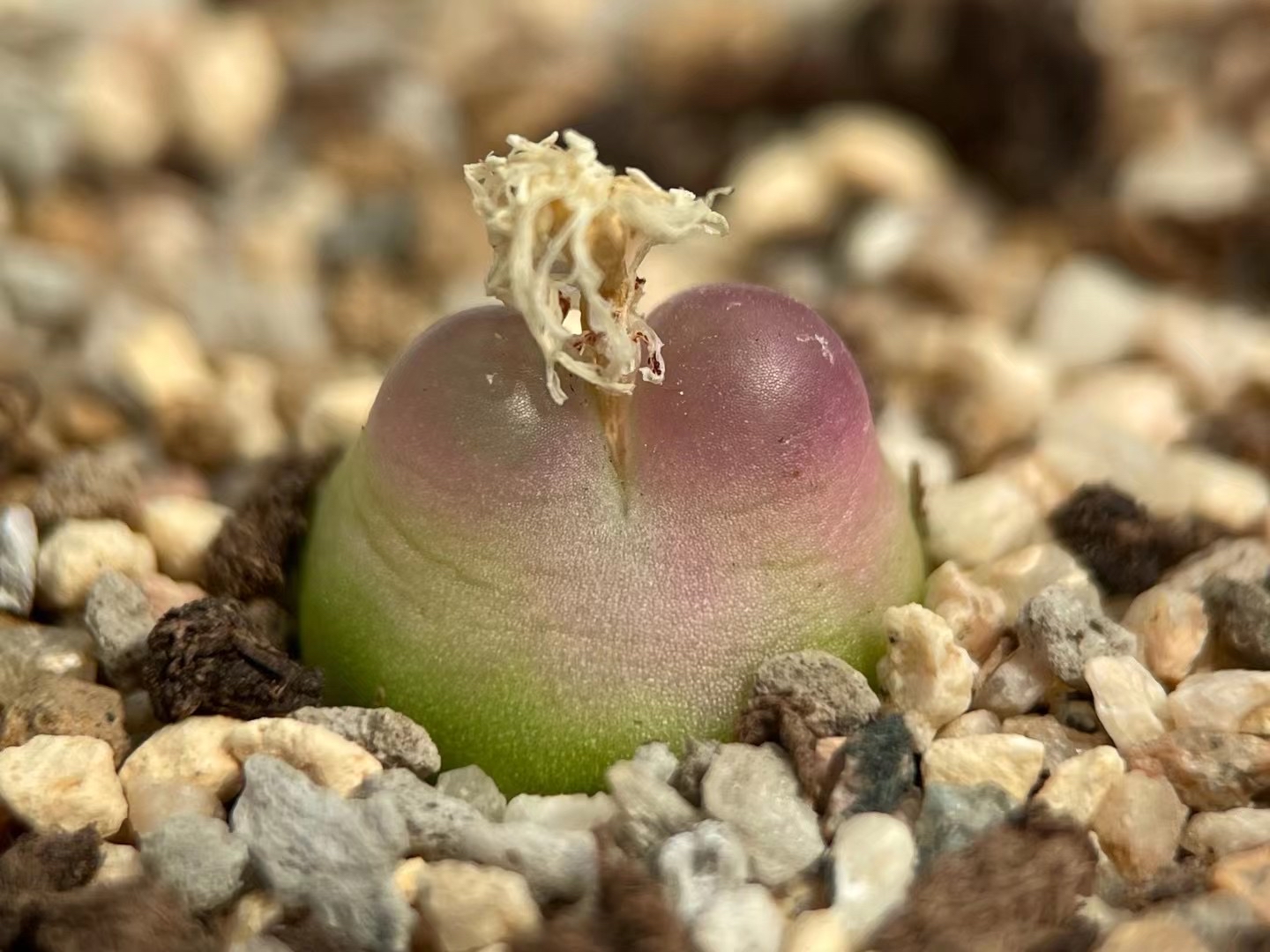 多肉植物肉锥花之拉登