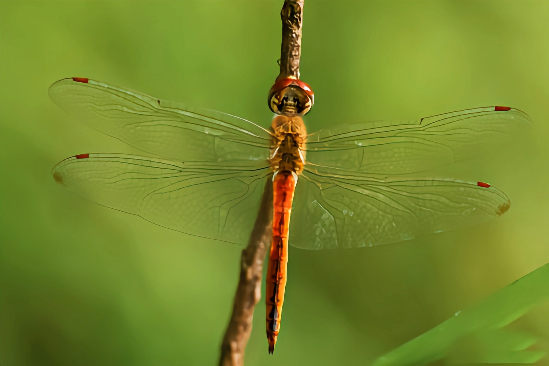 每天认识一种昆虫——薄翅蜻蜓 薄翅蜻蜓别名黄蜻,点水蜻蜓,是蜻蜓目