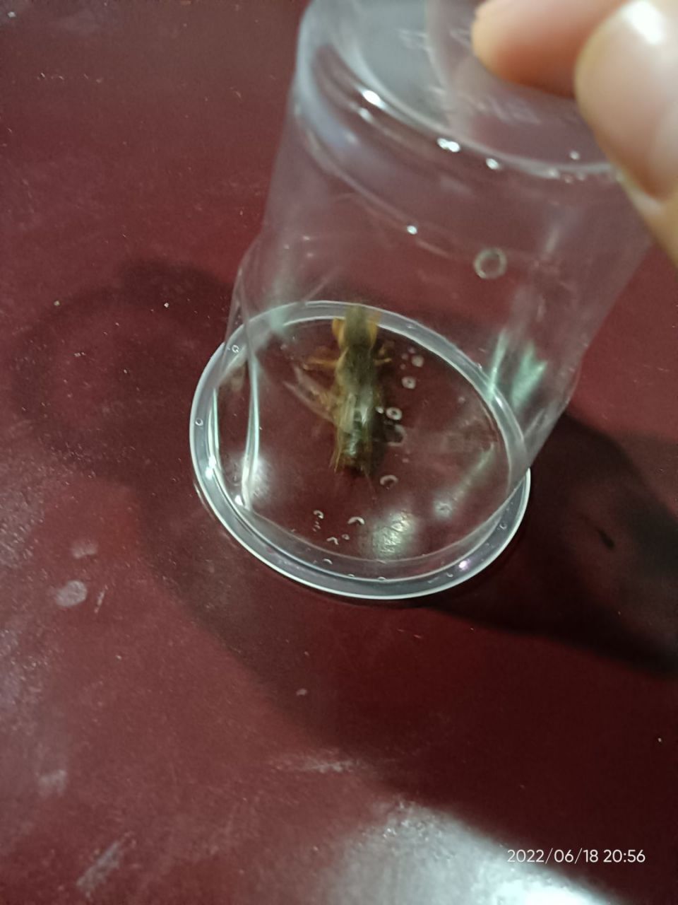 网友:这是棺材头蟋蟀吗,厉不厉害?值钱吗?