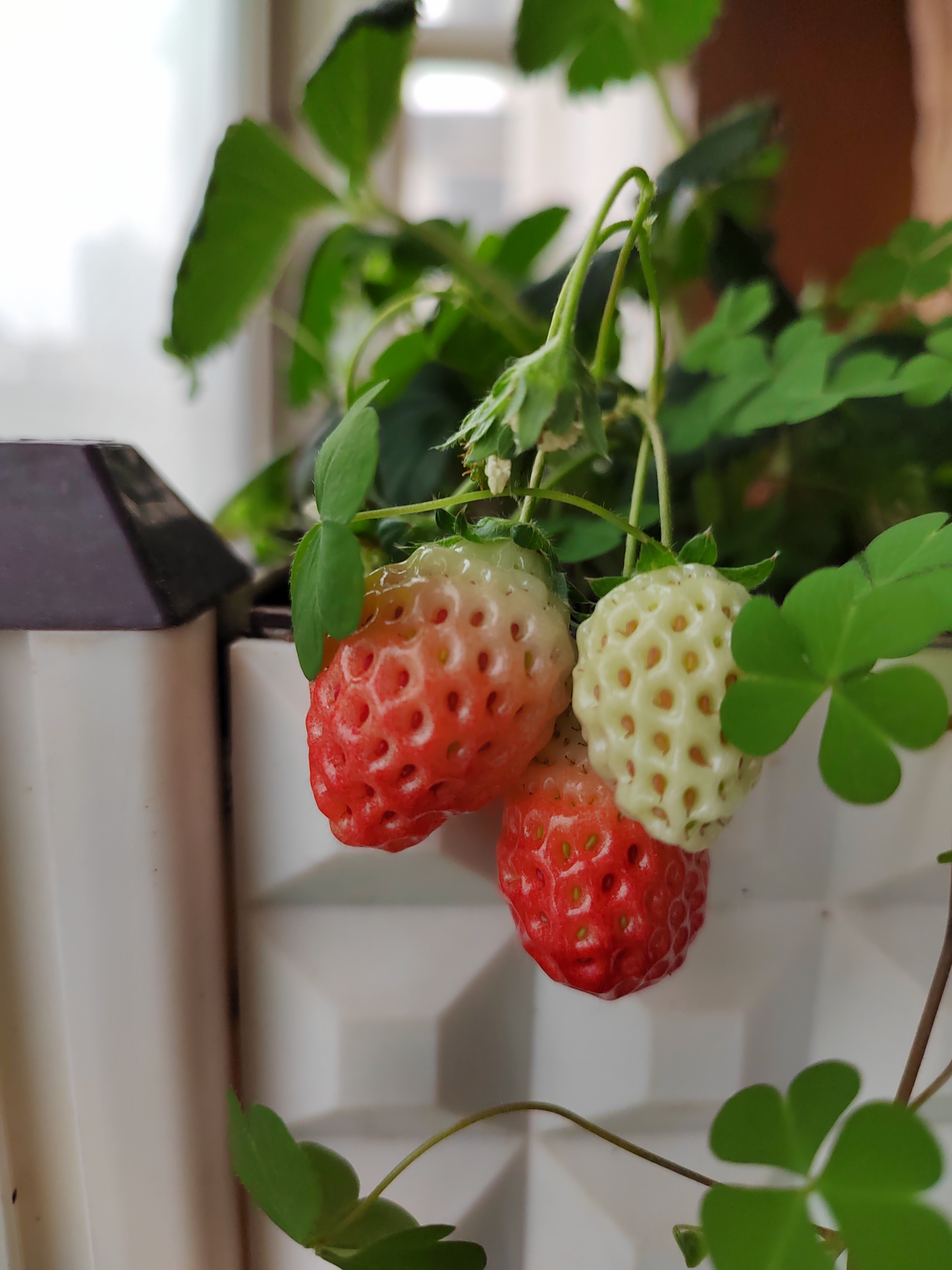 阳台的草莓又熟了一波